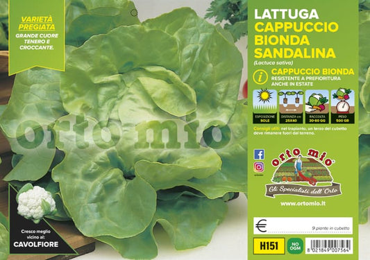 Lattuga Cappuccio bionda
