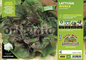 Lattuga Cappuccio rossa
