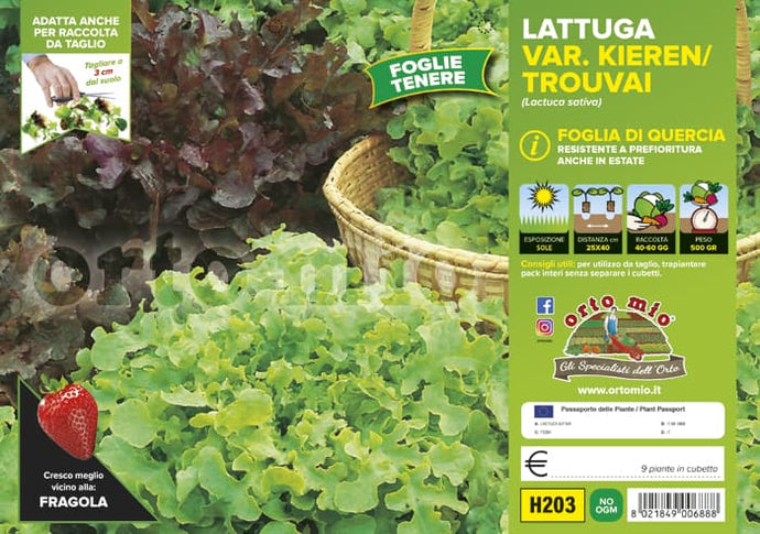 Lattuga Foglia di Quercia Mix