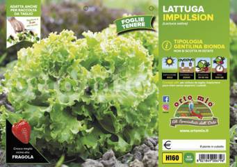 Lattuga Gentilina bionda