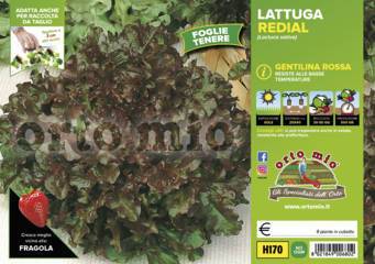 Lattuga Gentilina rossa