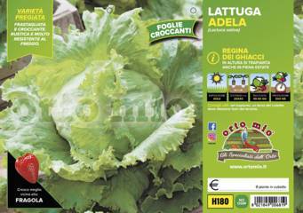 Lattuga Iceberg