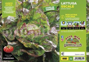 Lattuga Pesciatina