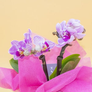 Bomboniera con Orchidea e Sabbia Verde in Cubotto di Vetro