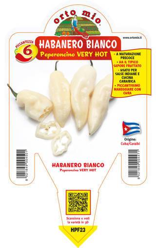 Peperoncino Habanero bianco