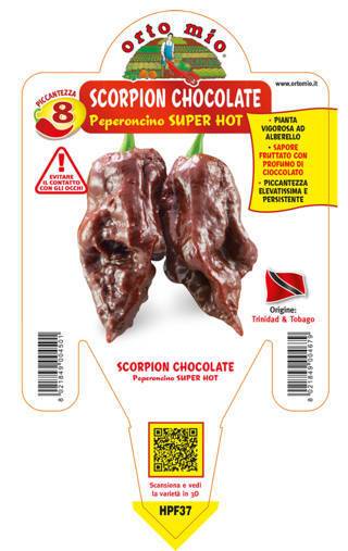 Peperoncino Scorpion chocolate - Giardango