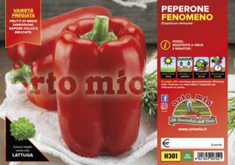 Peperone Quadrato Rosso Fenomeno Vaso 10 Cm