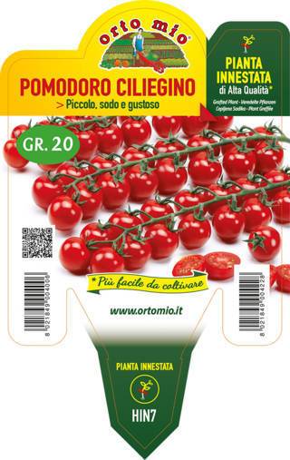 Pomodoro Ciliegino Edox Piante Innestate Vaso 14 Cm