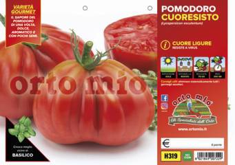 Pomodoro Cuore Ligure Resistente Cuoresisto Vaso 10 Cm