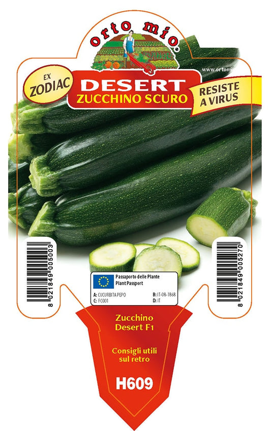 Zucchino Scuro Desert Vaso 10 Cm