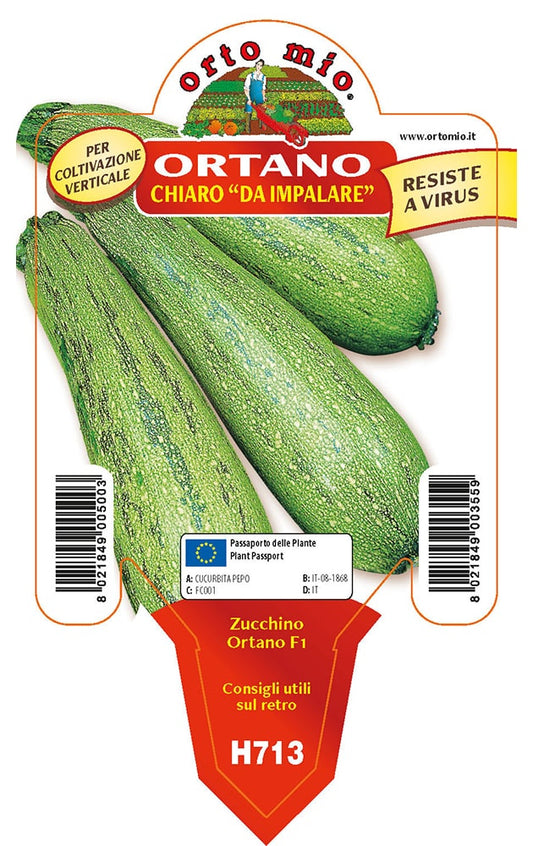 Sementi Per Orto P. Piantine Da Orto | Cipolla Rossa Piatta, Pianta Da Orto O Balcone Pronta Al Trapianto, Kit Da 9 Piantine, Pianta Vera Da Esterno, Vivaio Italiano Piante Vere Da Esterno