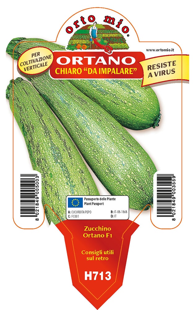 Zucchino Chiaro Da Palo Ortano Vaso 10 Cm