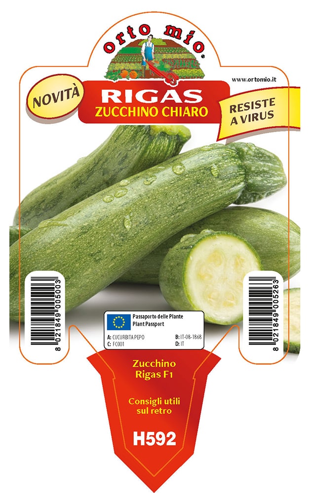 Zucchino Chiaro Rigas Virus Resistente Vaso 10 Cm